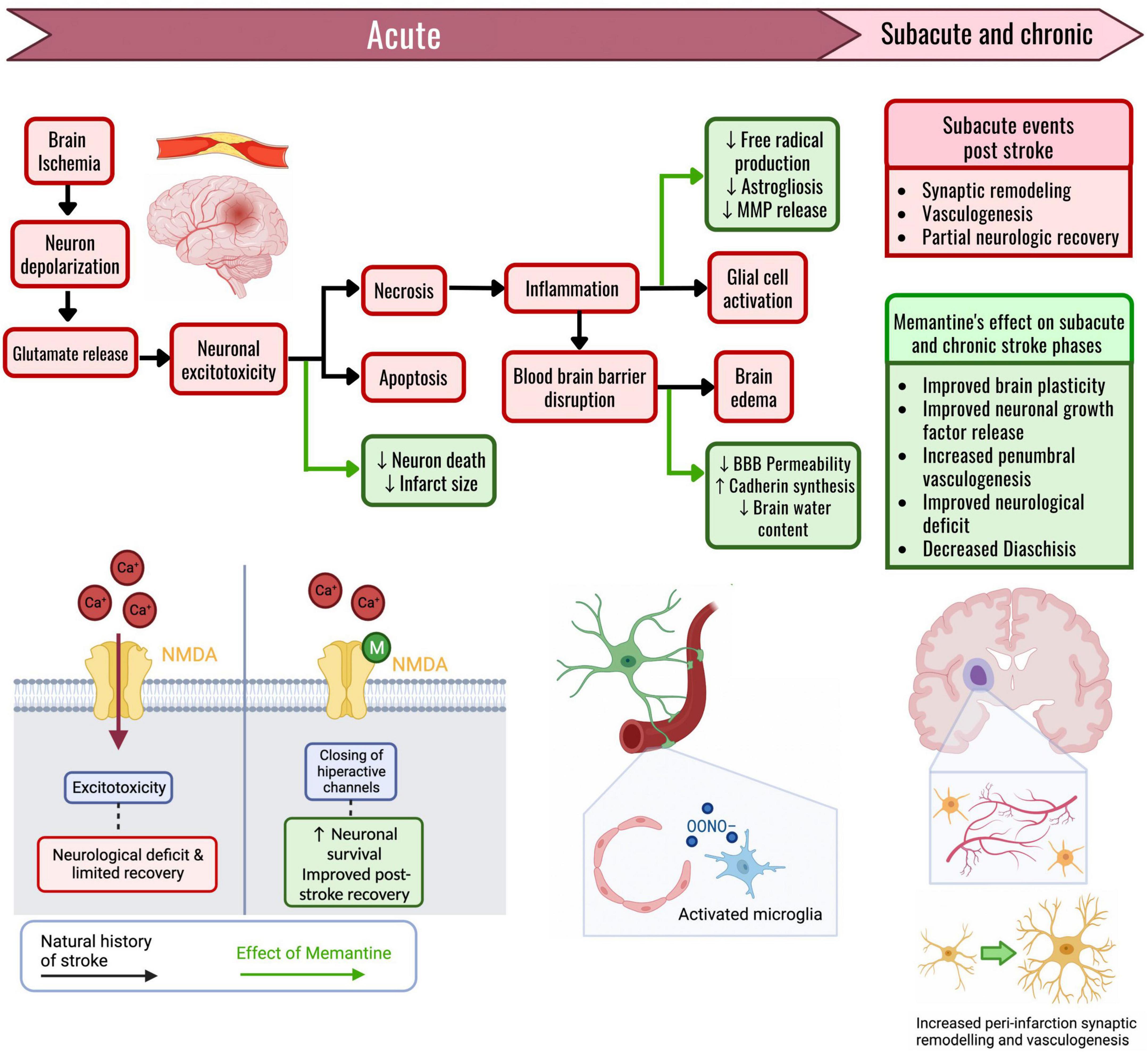 Memantine a hotsell nmda receptor antagonist